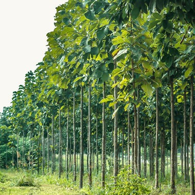 Sustainable