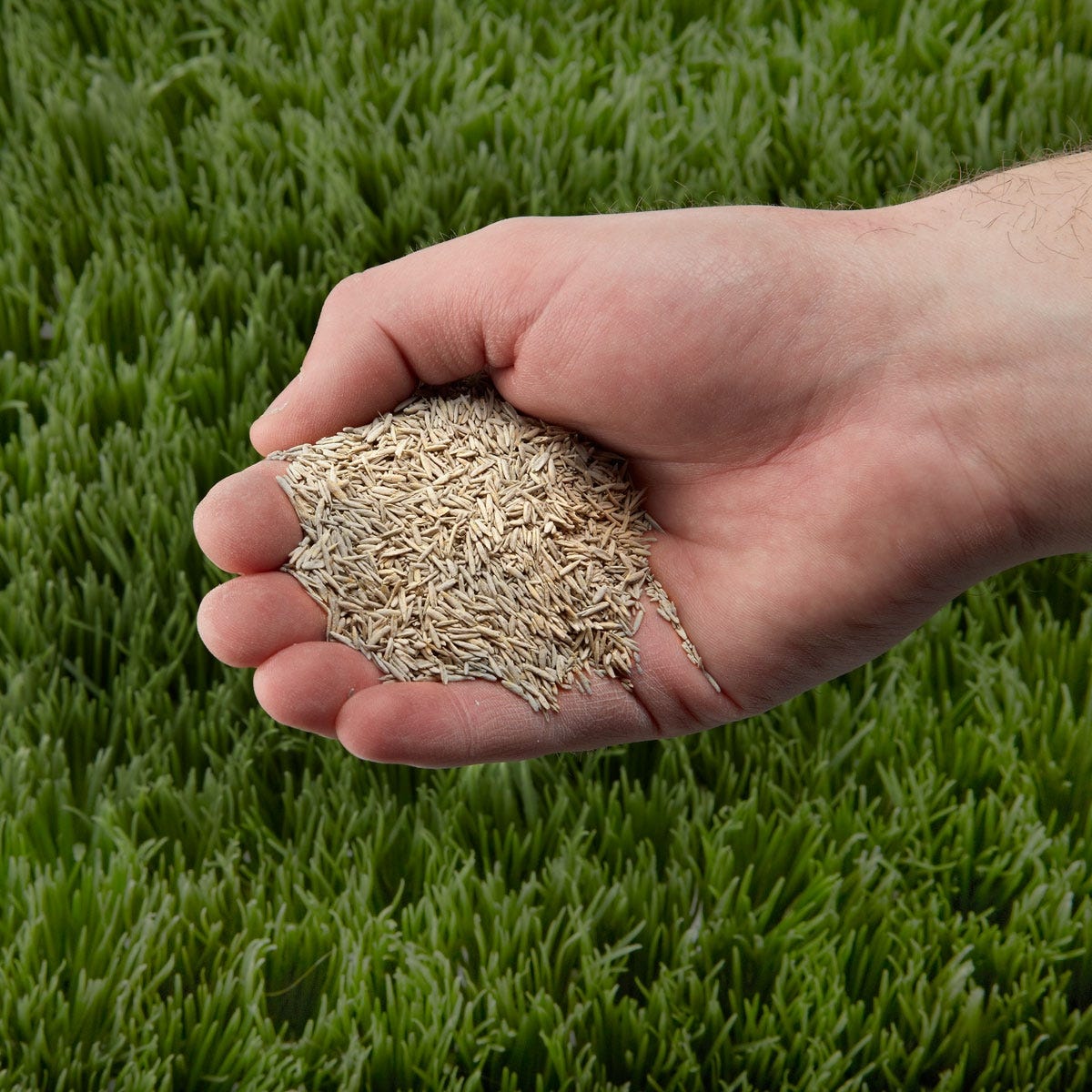 Where To Buy Grass Seed